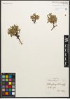 Foto von Salix retusa L.